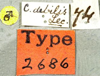 Media type: image;   Entomology 2686 Aspect: labels